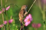 Birds In Nature Stock Photo