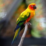 Sun Conure Stock Photo