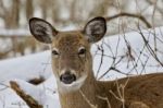 Beautiful Image Of A Wild Deer In The Snowy Forest Stock Photo