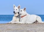 Portrait Of Two White Swiss Shepherds Stock Photo