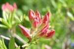 Rhododendron Stock Photo