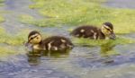 Two Cute Young Ducks Stock Photo