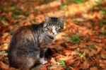 Cat Sitting On Red Autumn Leaves In Park Stock Photo