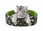 Baby White Tiger Laying In A Mattress Isolated Stock Photo