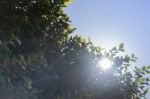 Green Leaves With Summer Blue Sky Stock Photo