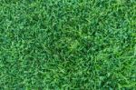 Natural Grass Texture Stock Photo