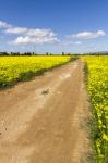 Dirt Road In The Middle Of A Yellow Field Of Flowers Stock Photo