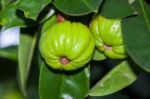 Garcinia Cambogia Hanging From A Tree In An Orchard.  (thai Herb Stock Photo