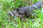 Tapir In Ecuadorian Amazonia Stock Photo