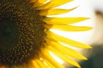 Sunflowers In A Field In The Afternoon Stock Photo