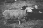 Sheep On The Farm During The Day Stock Photo