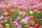 Colorful Cosmos Flower Blooming In The Field Stock Photo