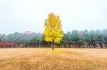 Autumn With Ginkgo Tree In Nami Island, Korea Stock Photo