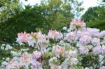 Flowers Rhododendron Stock Photo