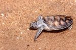 Sea Turtle Stock Photo