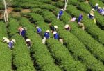 Dalat, Vietnam, July 30, 2016: A Group Of Farmers Picking Tea On A Summer Afternoon In Cau Dat Tea Plantation, Da Lat, Vietnam Stock Photo