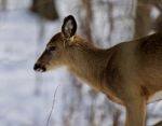 Beautiful Isolated Photo With A Young Wild Deer In The Snowy Forest Stock Photo