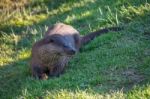 Eurasian Otter (lutra Lutra) In Natural Habitat Stock Photo