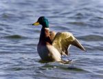 Photo Of A Mallard Showing Wings At A Lake Stock Photo