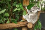 Koala In A Eucalyptus Tree Stock Photo