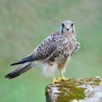 Female Common Kestrel Stock Photo