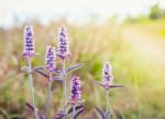 Vintage Style Close Up Soft Focus  little Pink Flowers Background Stock Photo