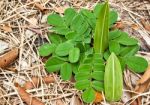 Small Plant Grown From Earth In The Forest Stock Photo