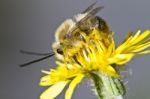 Long Horned Bee Stock Photo