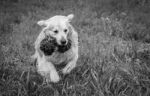 Man's Best Friend! Stock Photo