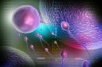 Sperm And Egg Cell Stock Photo