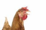 Close Up Head Of Chicken Hen Isolate White Background Stock Photo