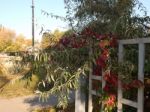 Texture Of The Autumn Foliage Of Trees  Stock Photo