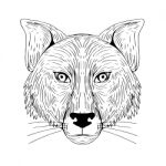 Fox Head Front Drawing Stock Photo