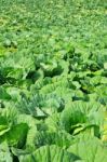 Cabbage Plantation Stock Photo