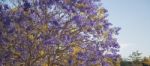 Colourful Blooming Jacaranda Tree Stock Photo