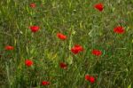 A Field Of Poppies In Kent Stock Photo