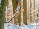 Snowy Forest Stock Photo