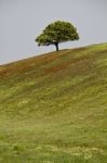 Lonely Tree In Hill Stock Photo