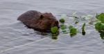 Beautiful Isolated Image Of A Beaver Eating Leaves In The Lake Stock Photo