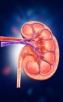 3d Digital Illustration Of  A Human Kidney Cross Section  Stock Photo