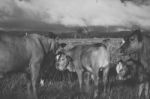 Australian Cows Stock Photo