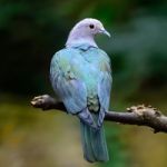 Green Imperial Pigeon Stock Photo