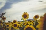 Sunflowers Stock Photo