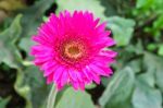 Pink Chrysanthemum Flowers In Garden Stock Photo