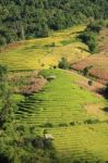 Rice Terrace Stock Photo