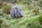 Wombat During The Day Stock Photo