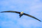 Waved Albatross Flying In Galapagos Stock Photo