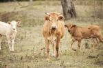 Country Cows Stock Photo