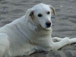 A Dog Sitting In The Street In The Summer Stock Photo