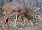 Beautiful Strong Male Deer With Horns Stock Photo